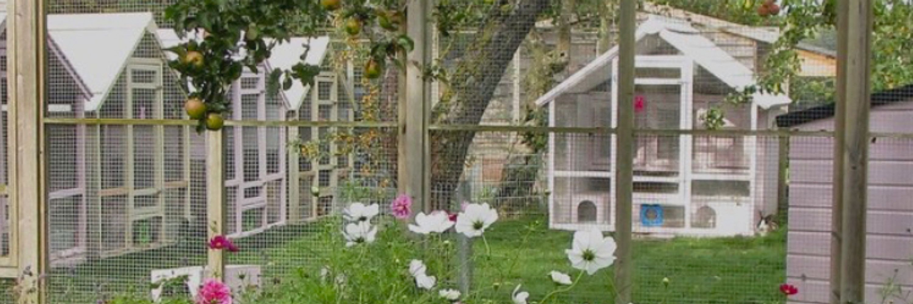 Parsleys Warren Rabbit Sanctuary 