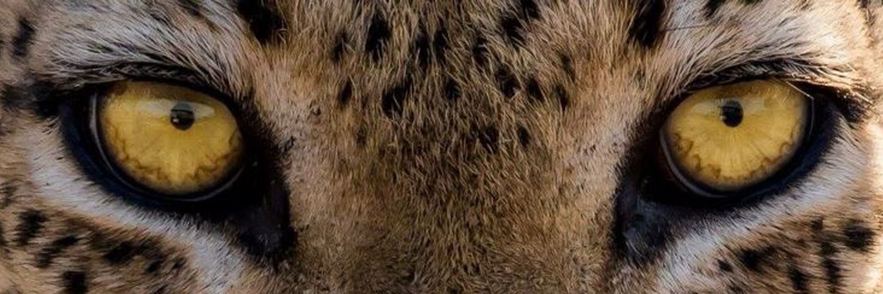 𝓐.🐆🎀