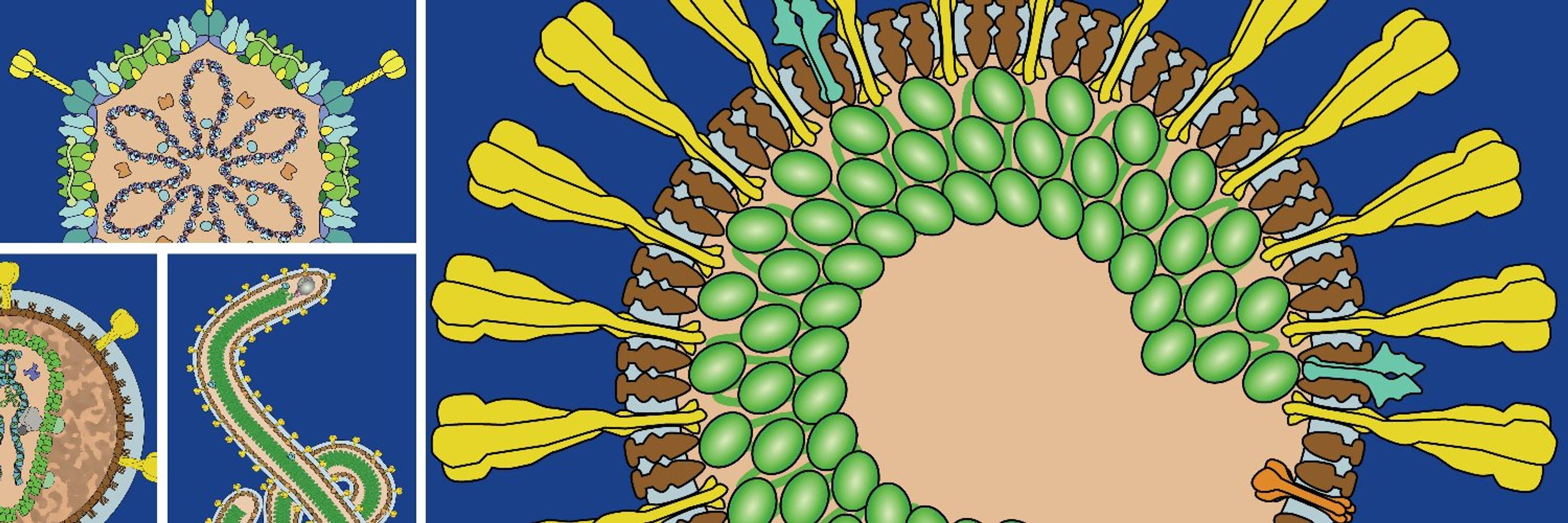 Geneva Centre for Emerging Viral Diseases