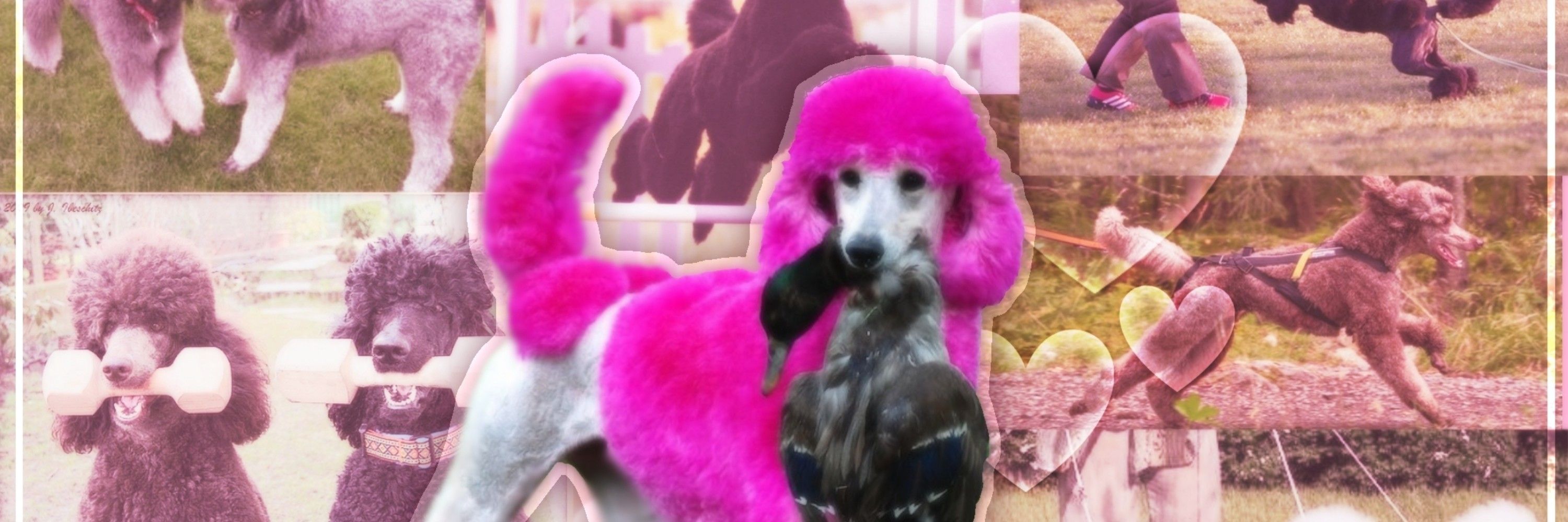 PINK - COMMS OPEN