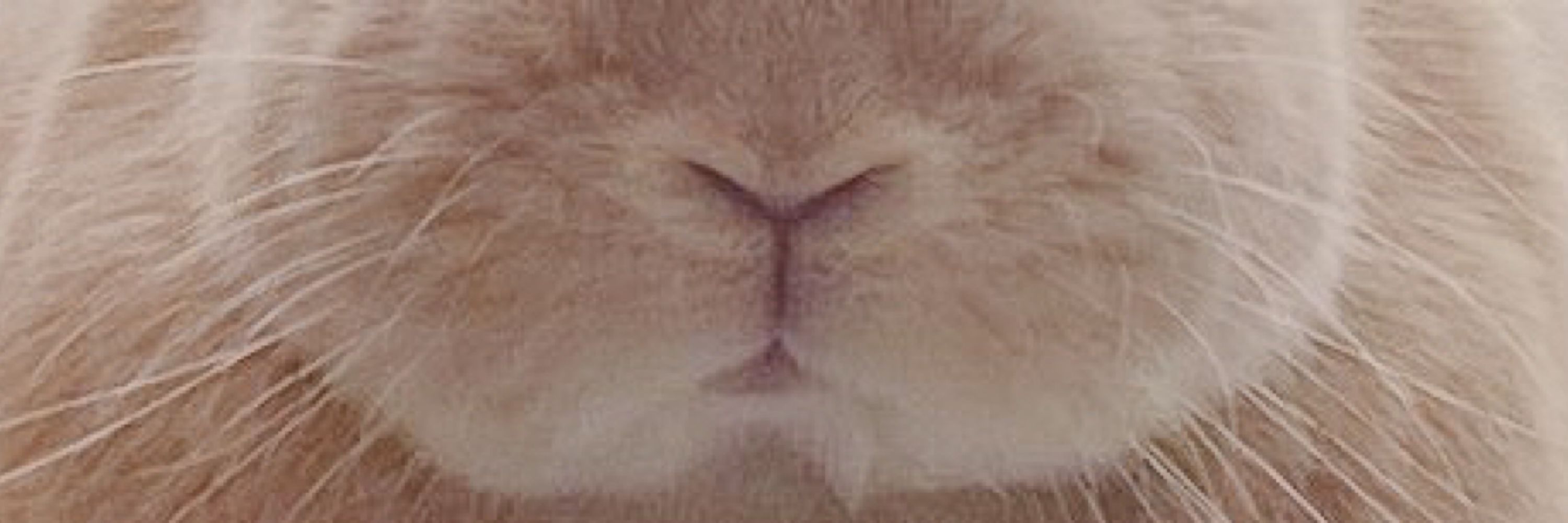 かーこ🐰るぷら
