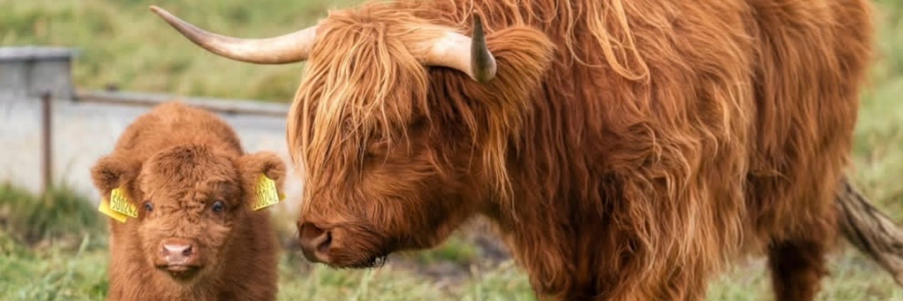 Miniature Highland Cows & Rehoming