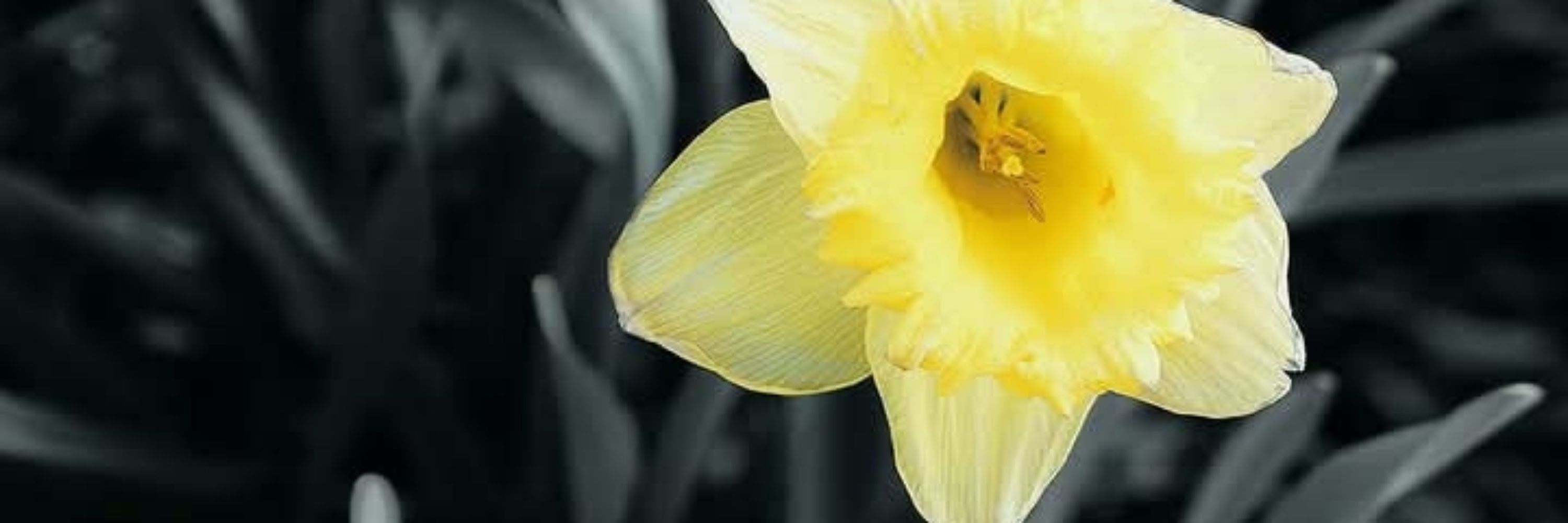 DaffiGal