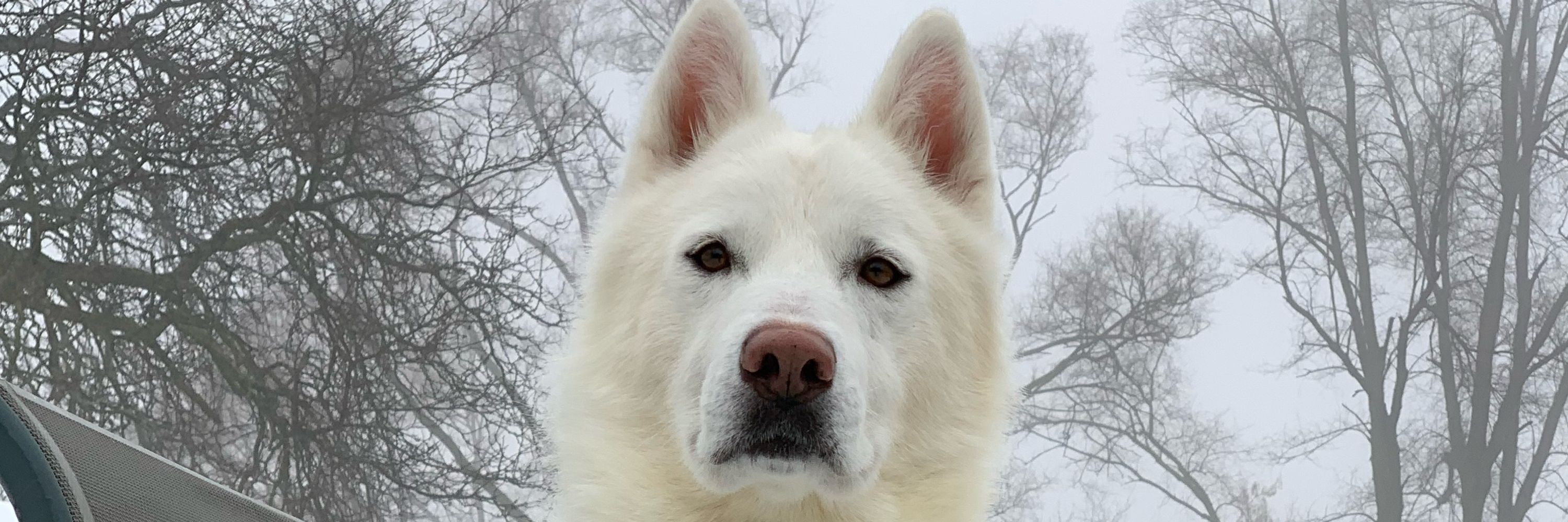 Burton the Ghost Wolf