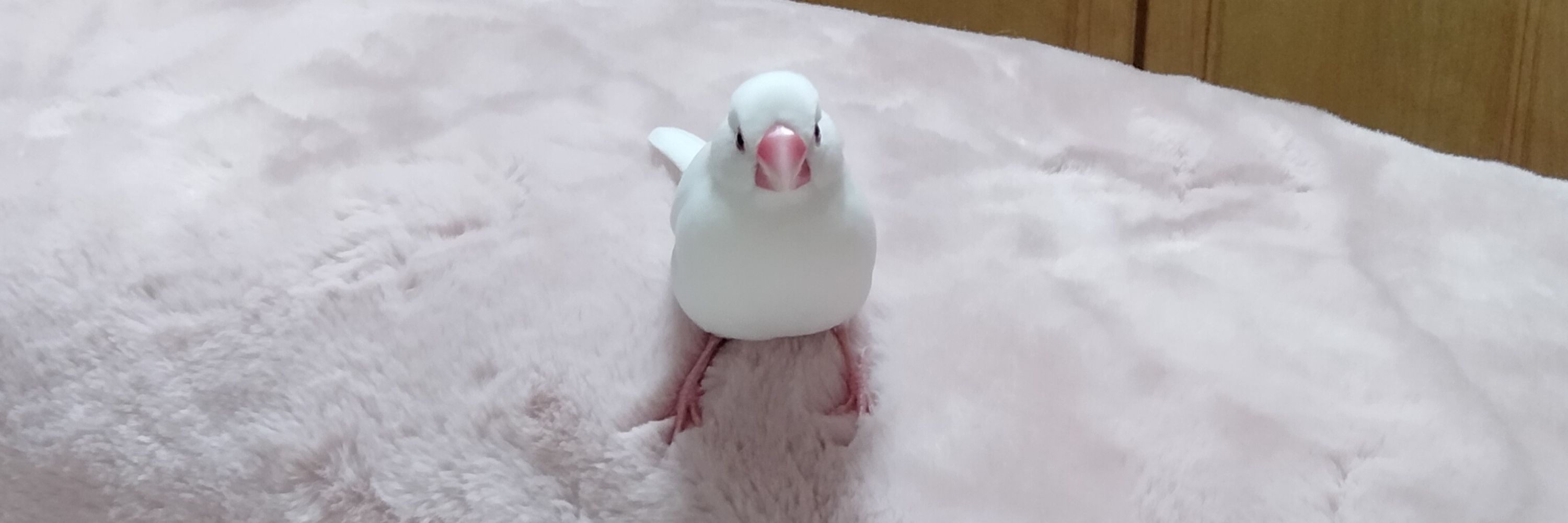 ミツカ