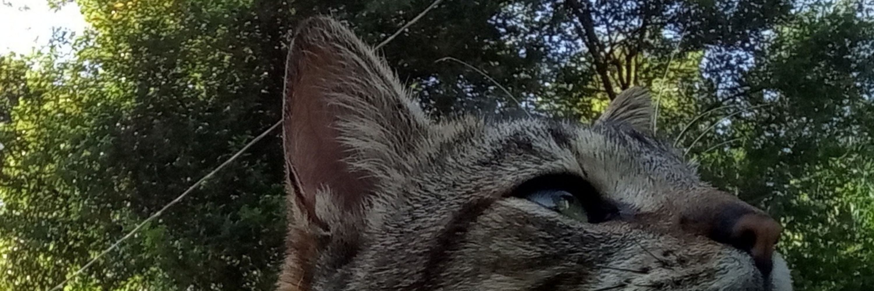 LÉO DO CÉU ☕🐈‍⬛