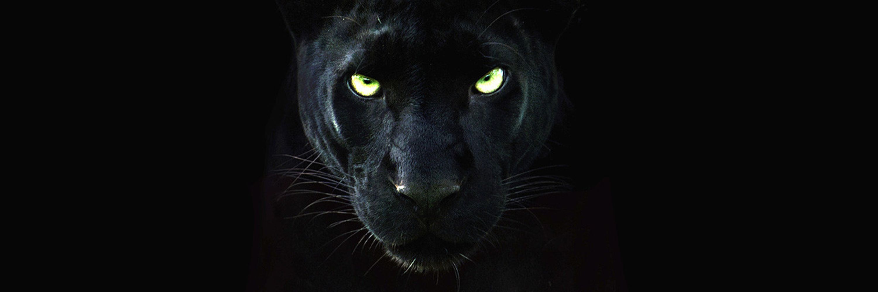 Prince