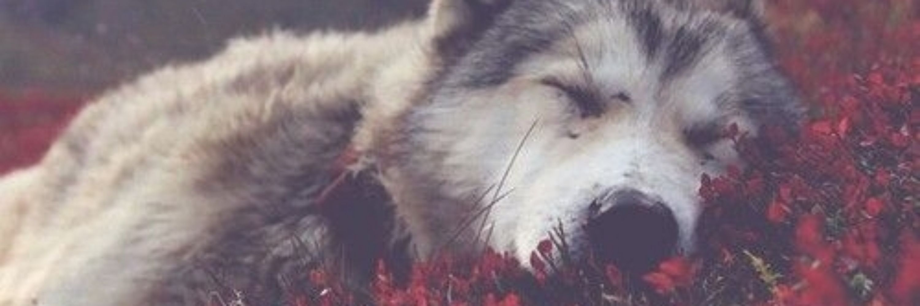 Wolfboy