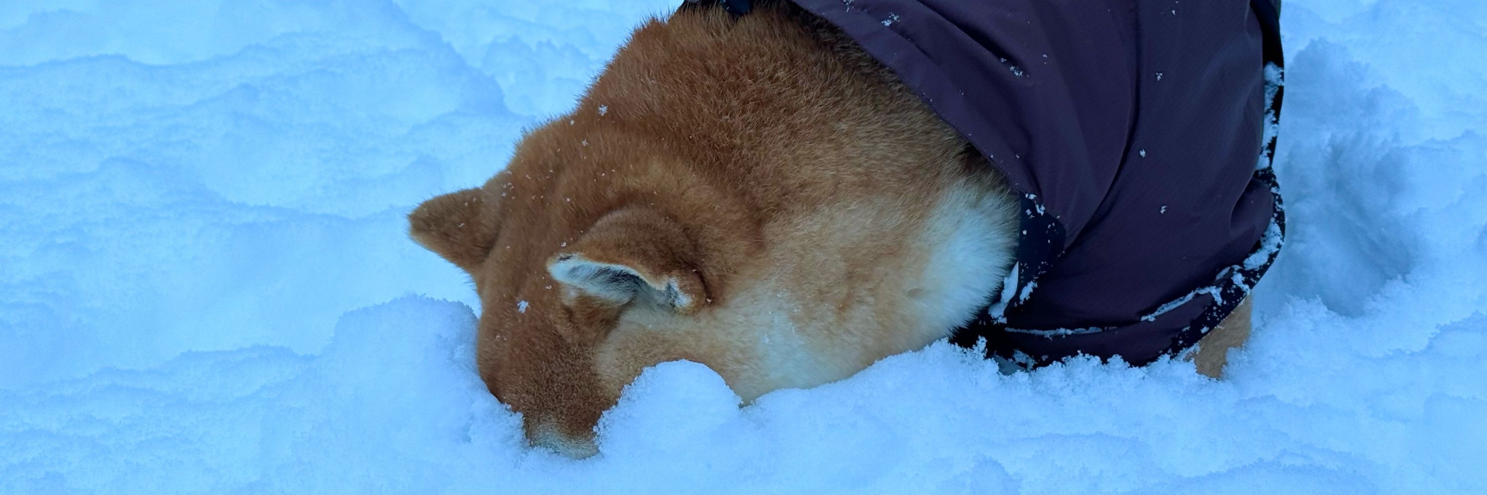 柴犬マロたん