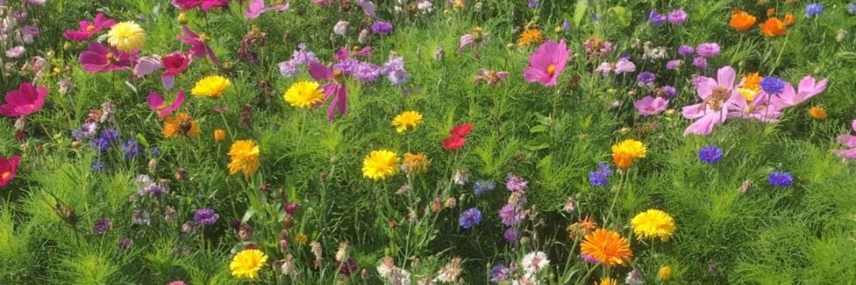 Gänse Blümchen 