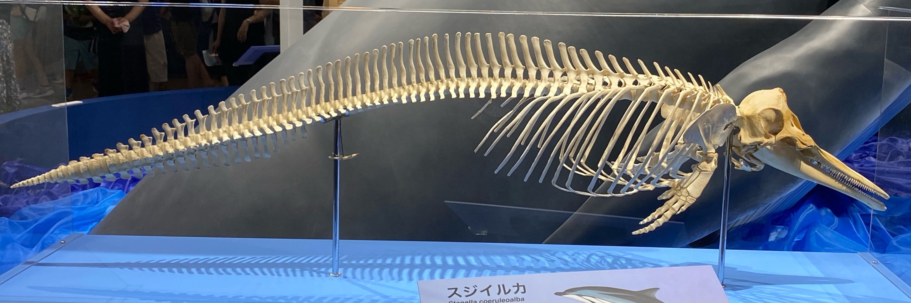 ひろろろろ
