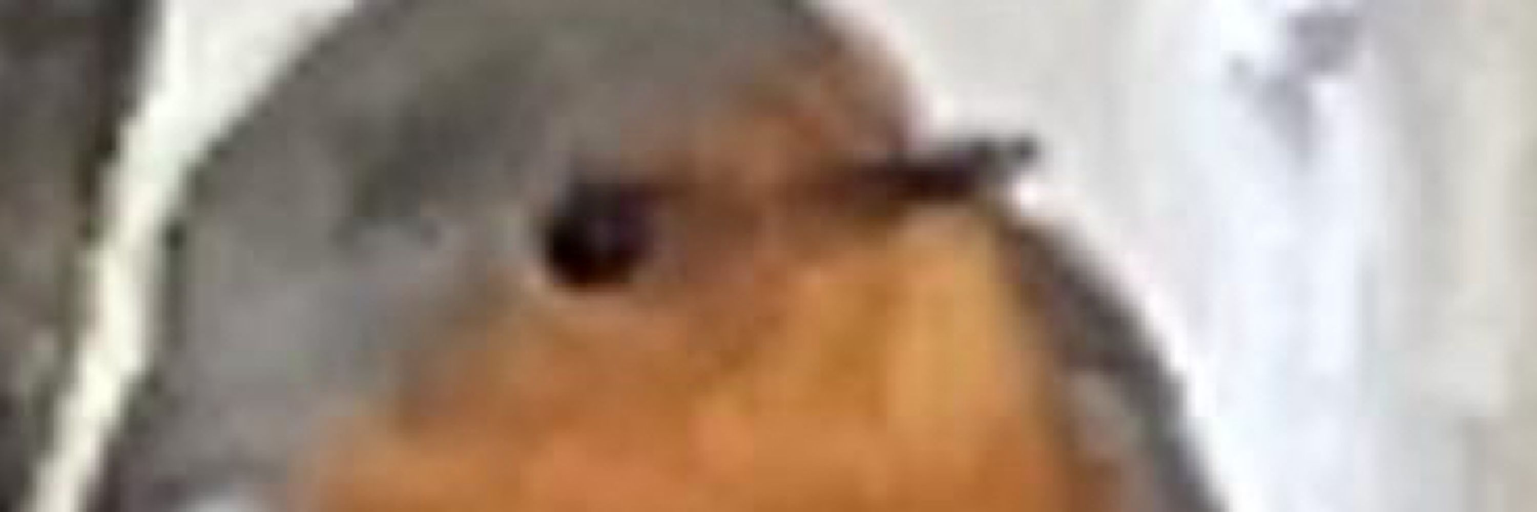 Adrian