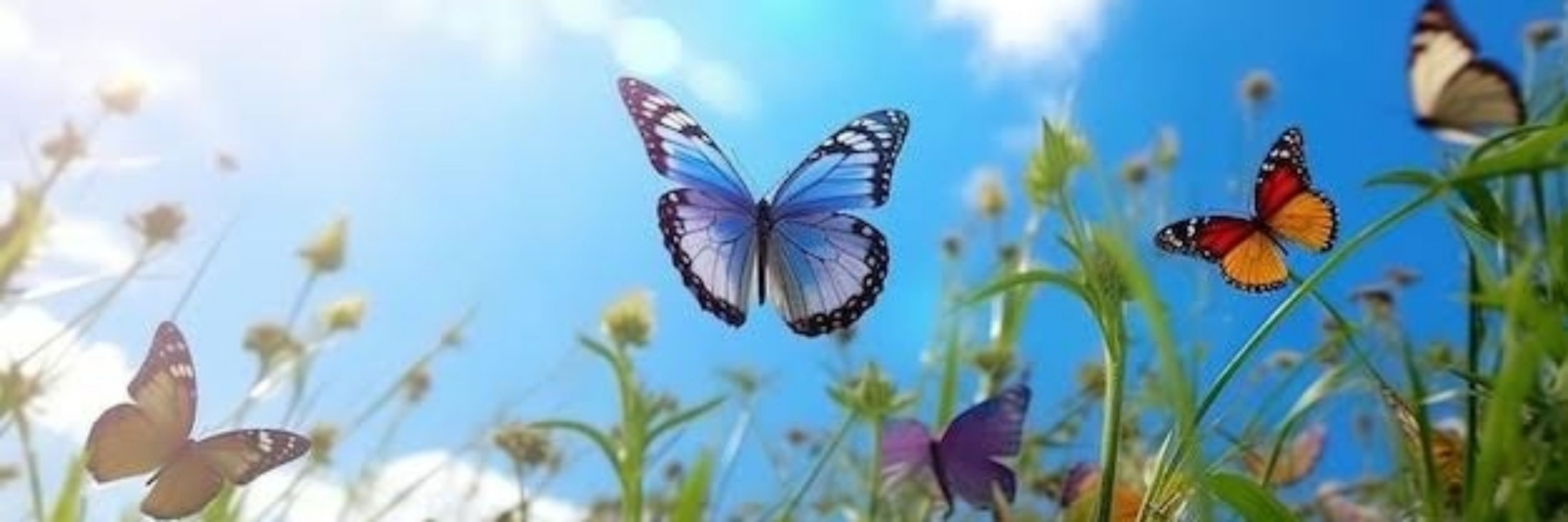 decy reis 🦋