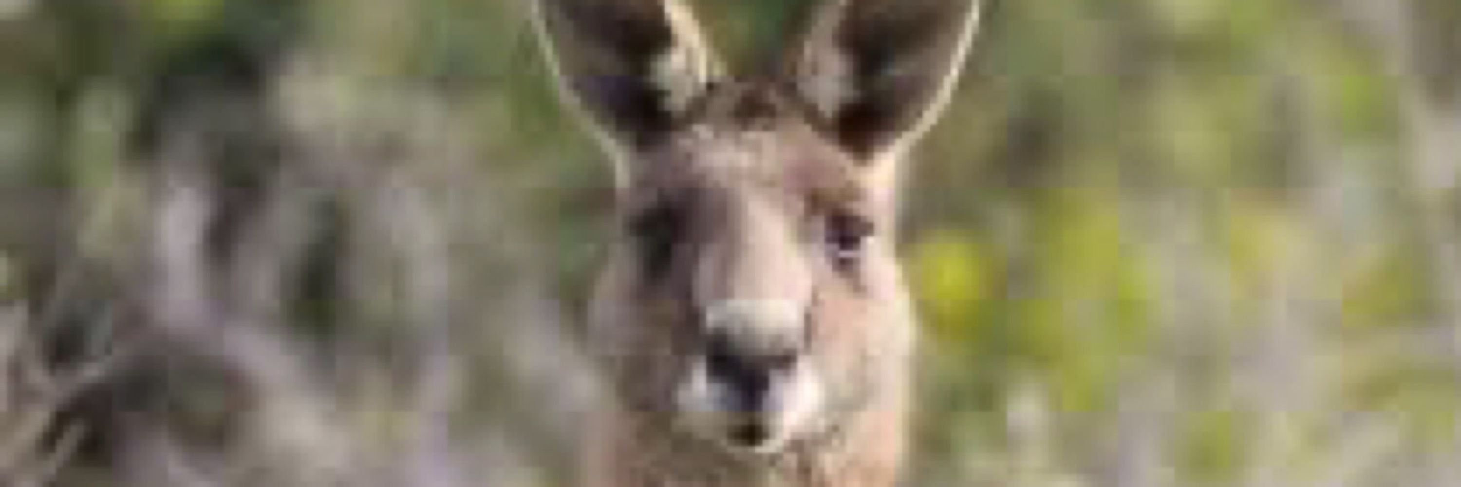 Hello From Down Under