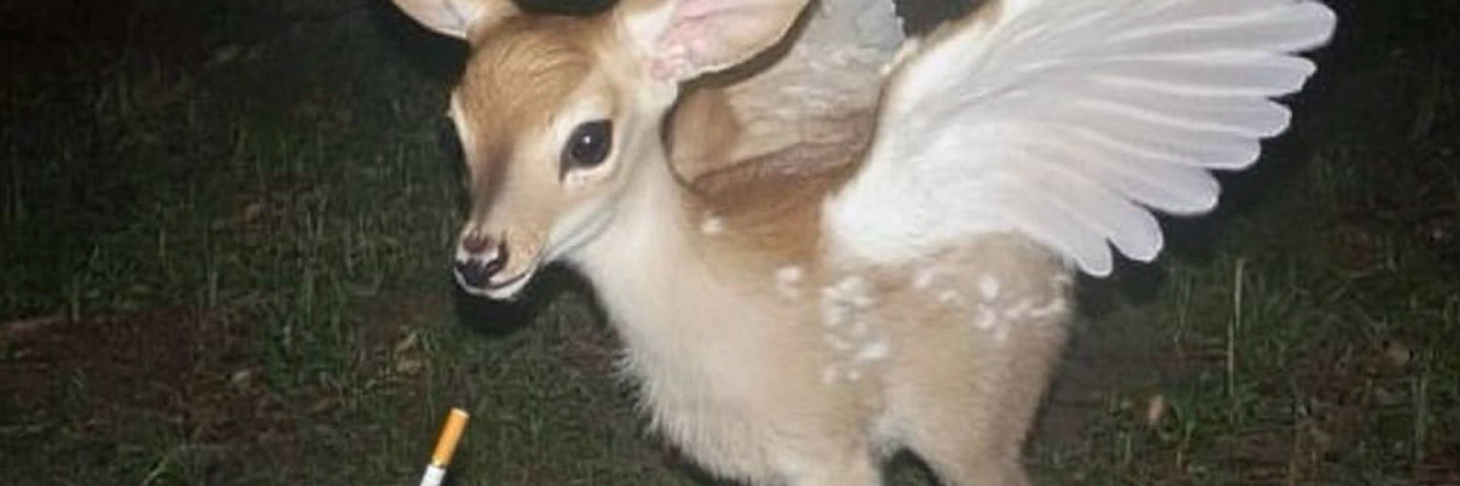 foxie DON'T BITE