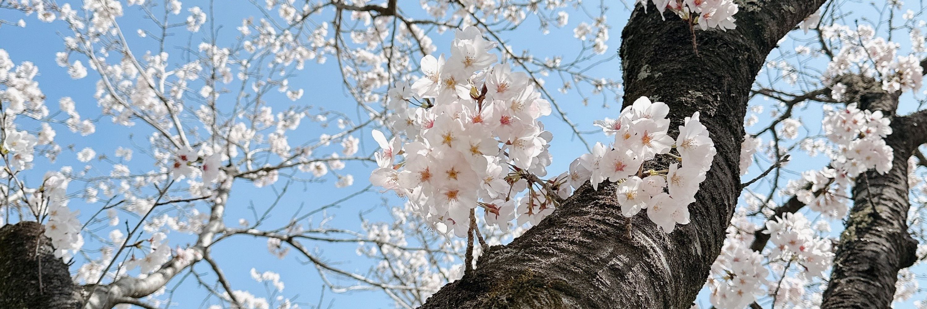 あお