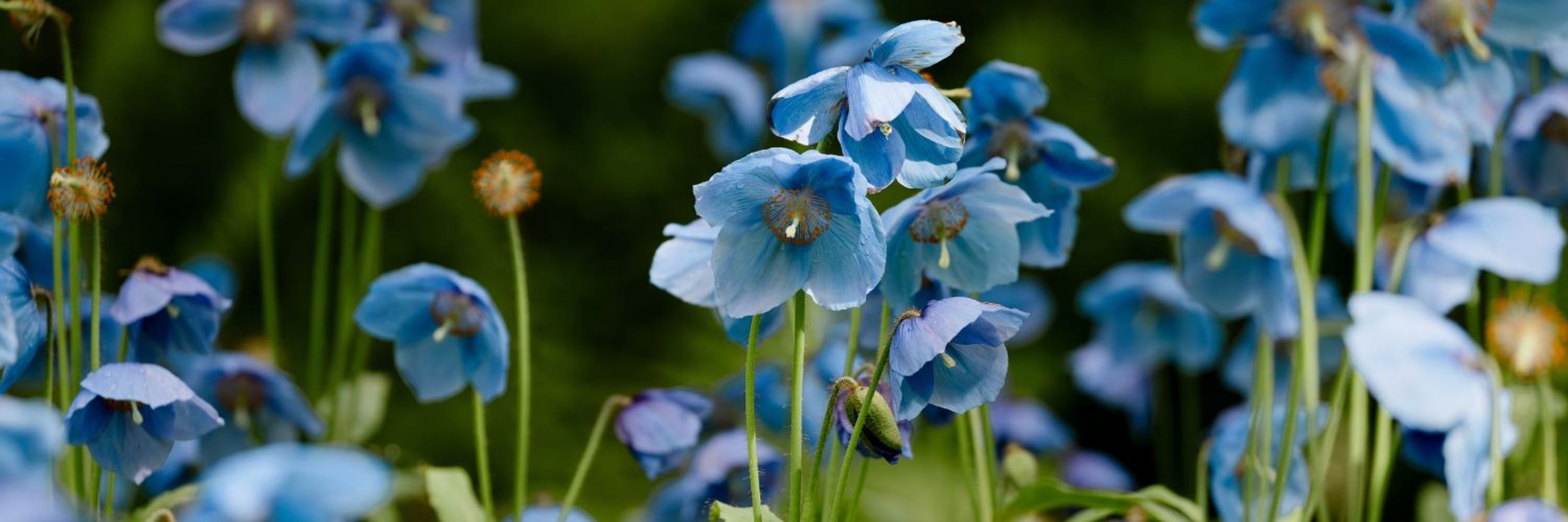  Royal Botanic Garden Edinburgh