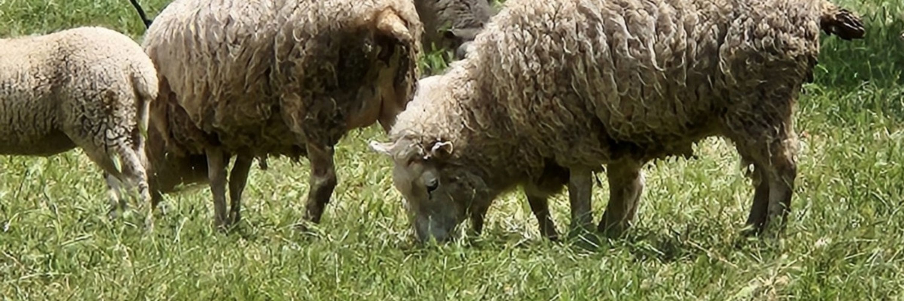 Full Circle Wool