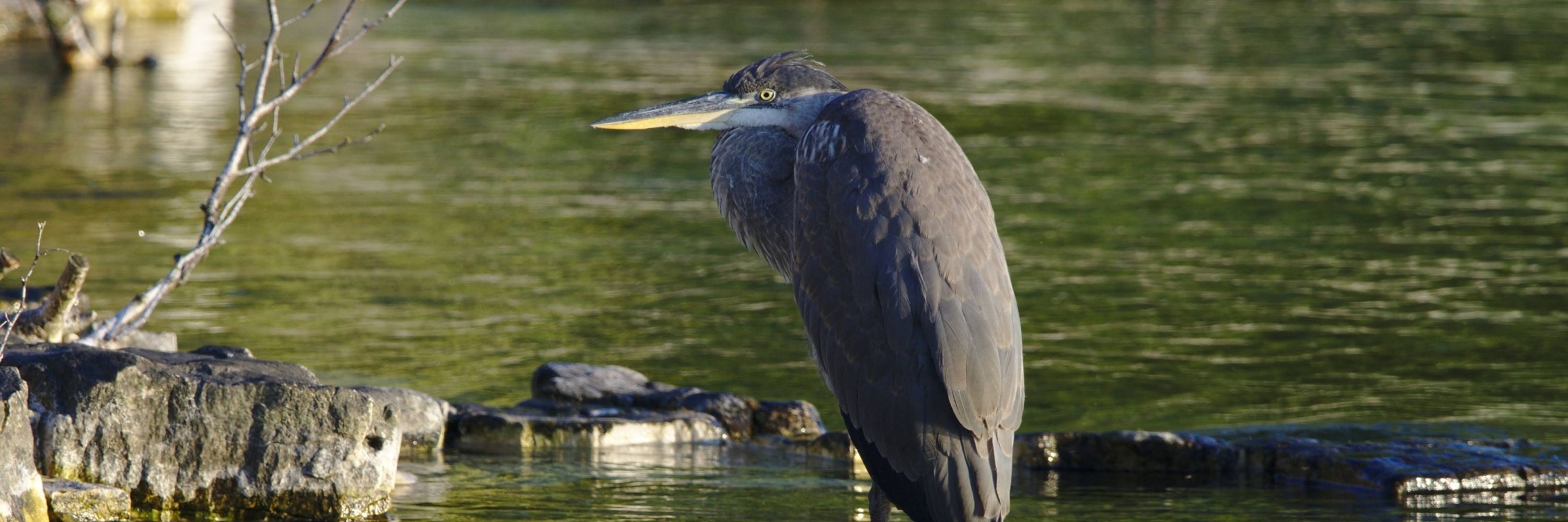 Brid