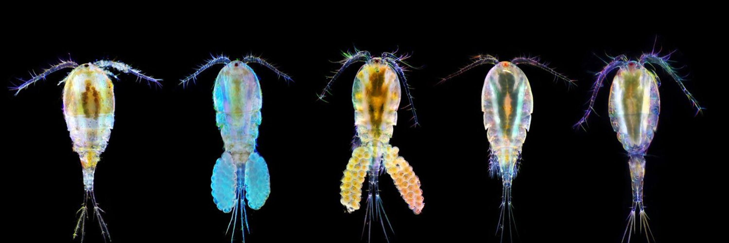 World Association of Copepodologists