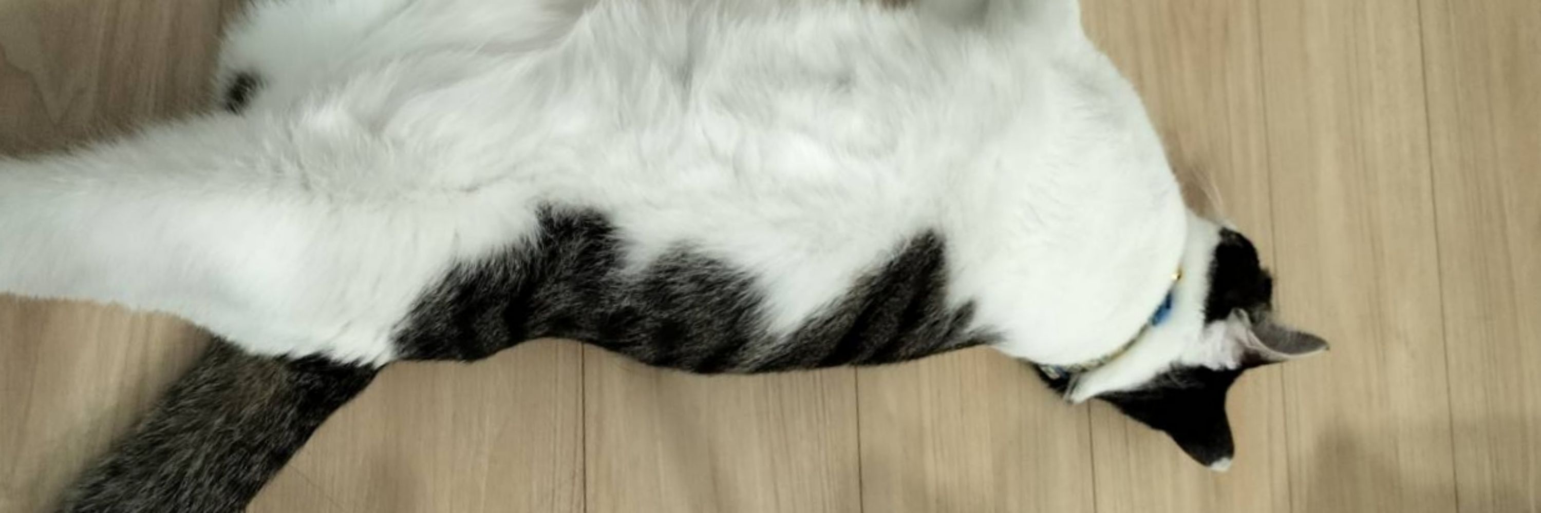 通信の猫@ID=AO