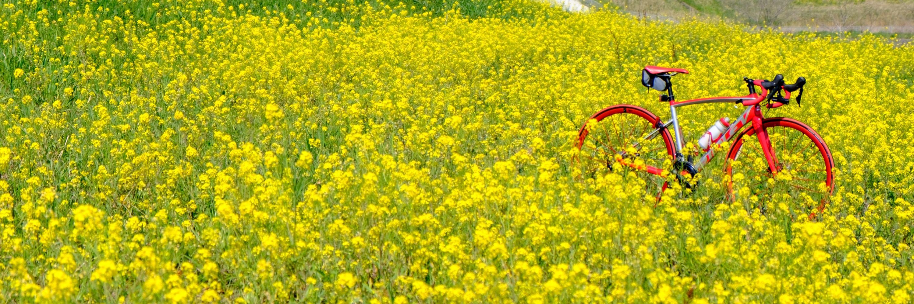 つのダック