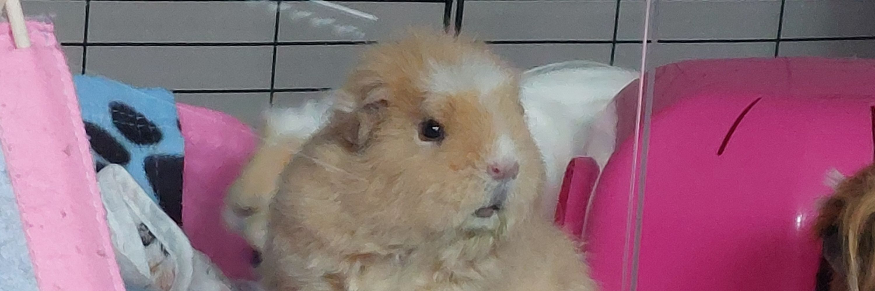 Missy Elliot, the Disapproving Guinea Pig