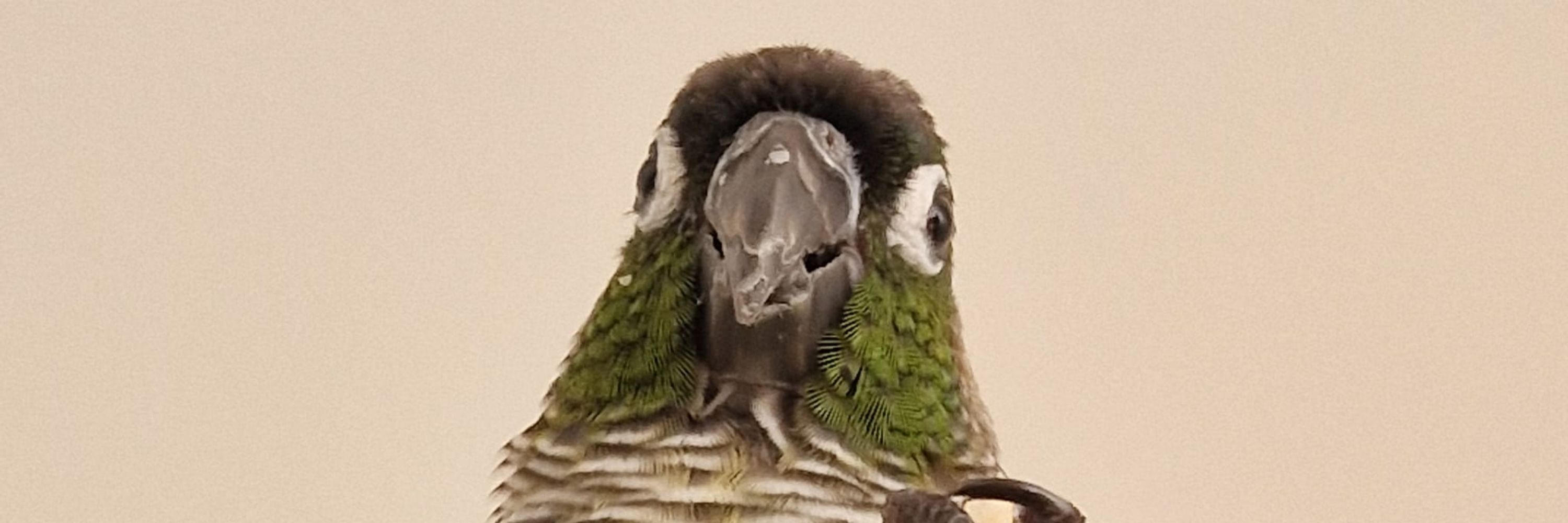 JellyBeanParrot