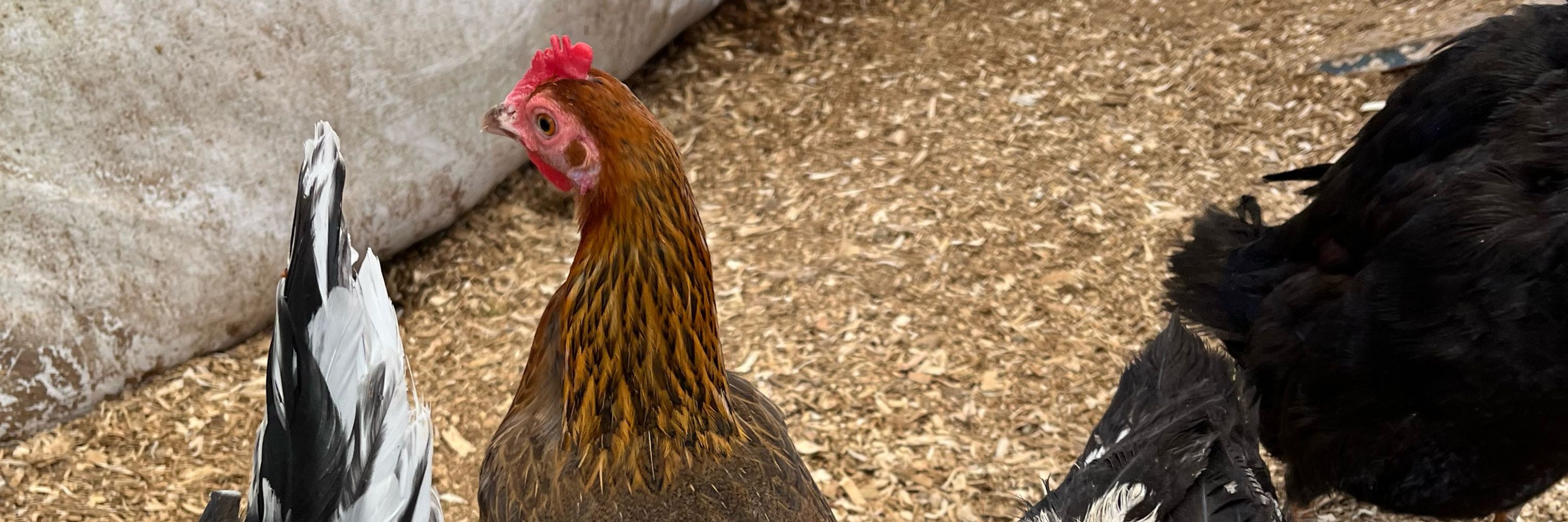 Ghost Chicken