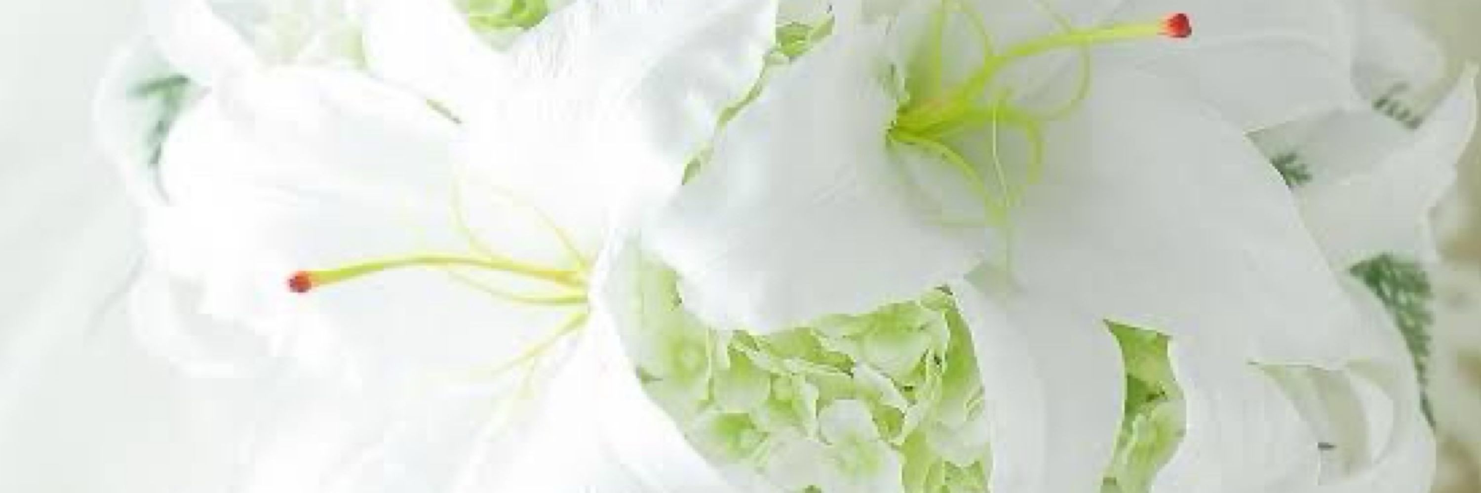 花※園💐