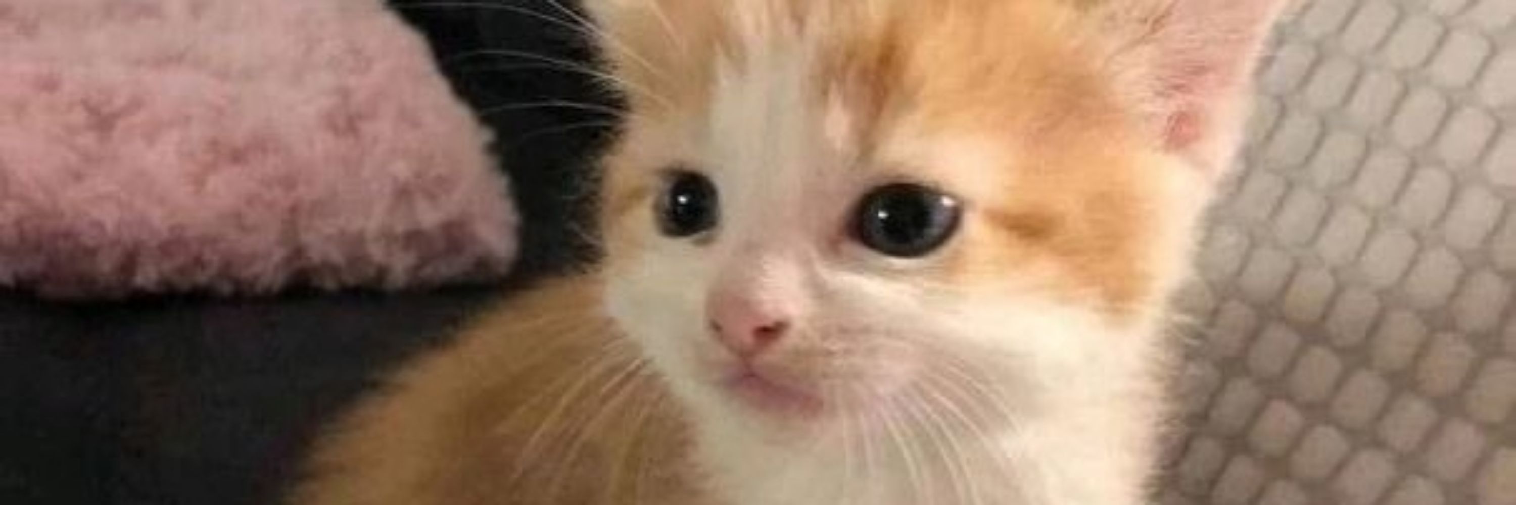 Lilith is Kitty