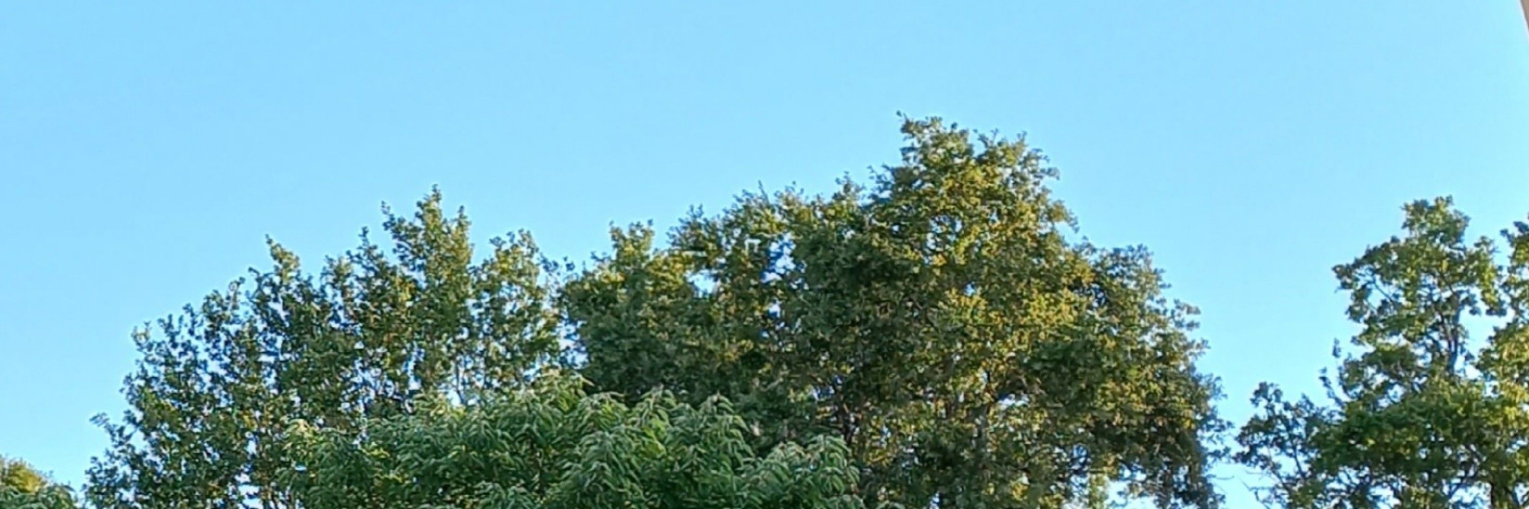 Netduck