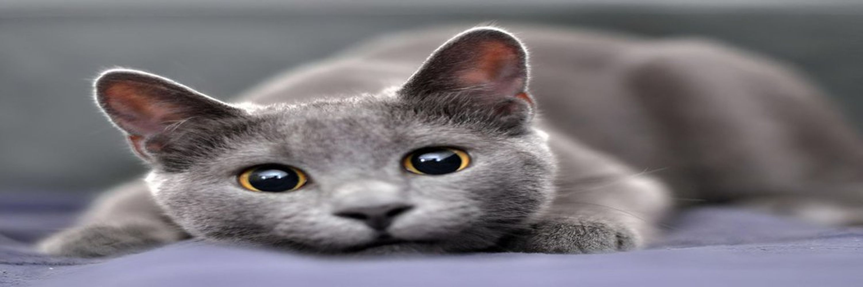Russian Blue Cat 🐾