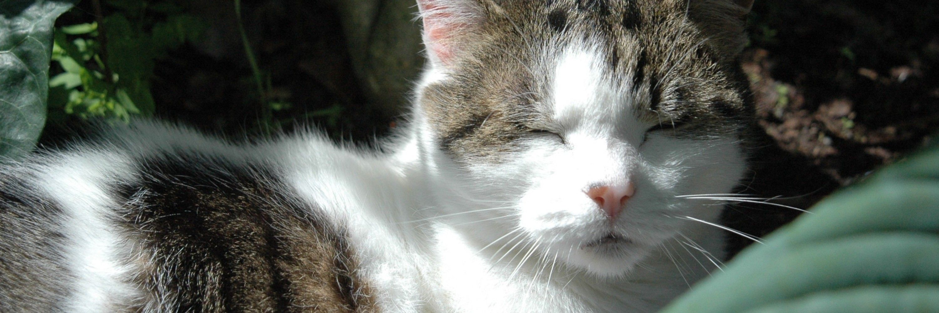 ChillerKatze