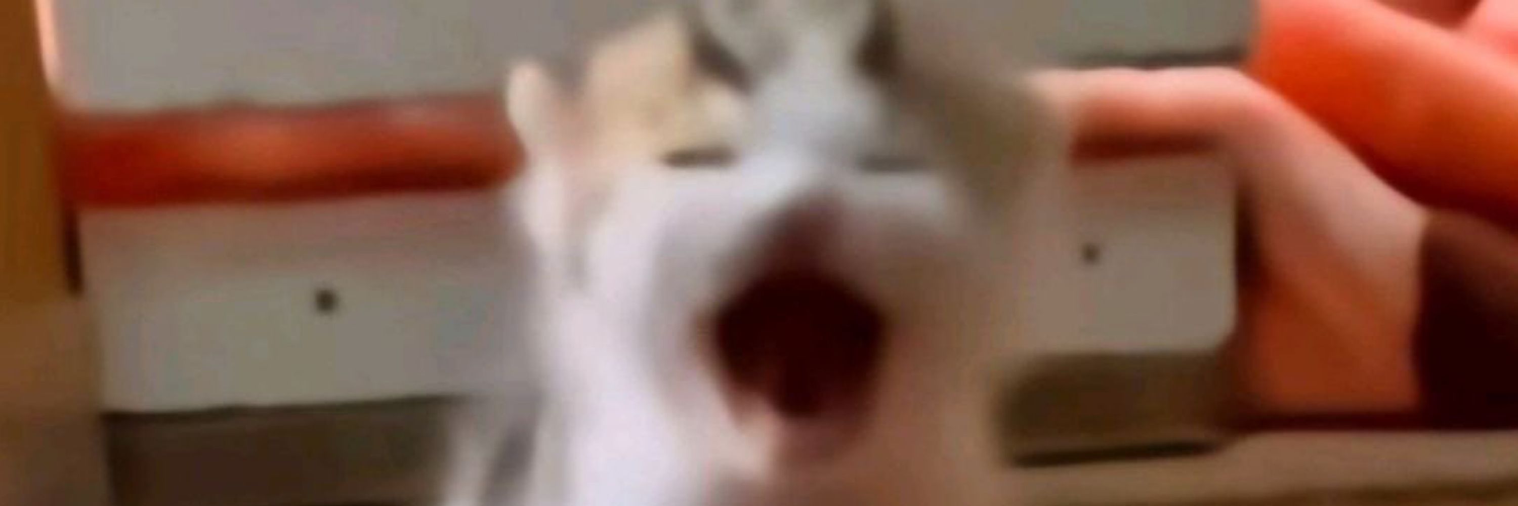 Zoe
