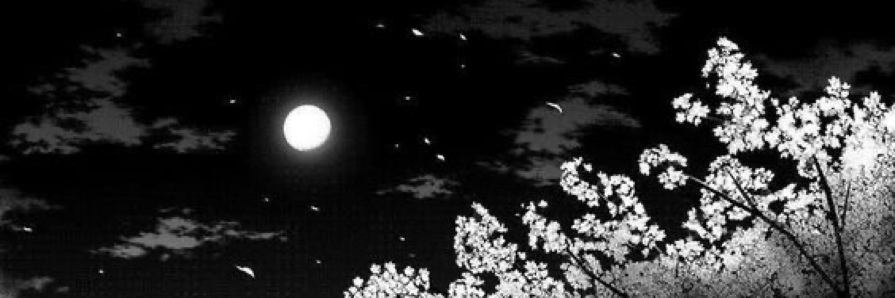 _taviow