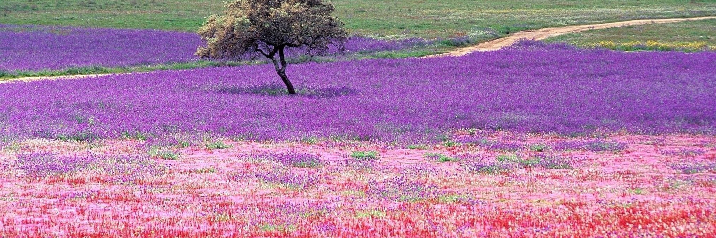 alberto caeiro🌷