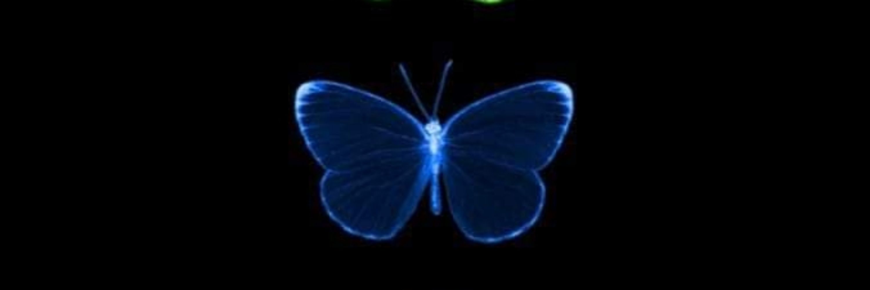 Thayy Pereira 🦋
