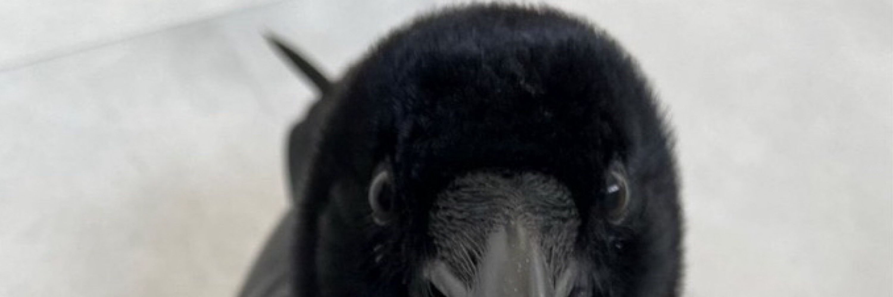 Solomon the Raven