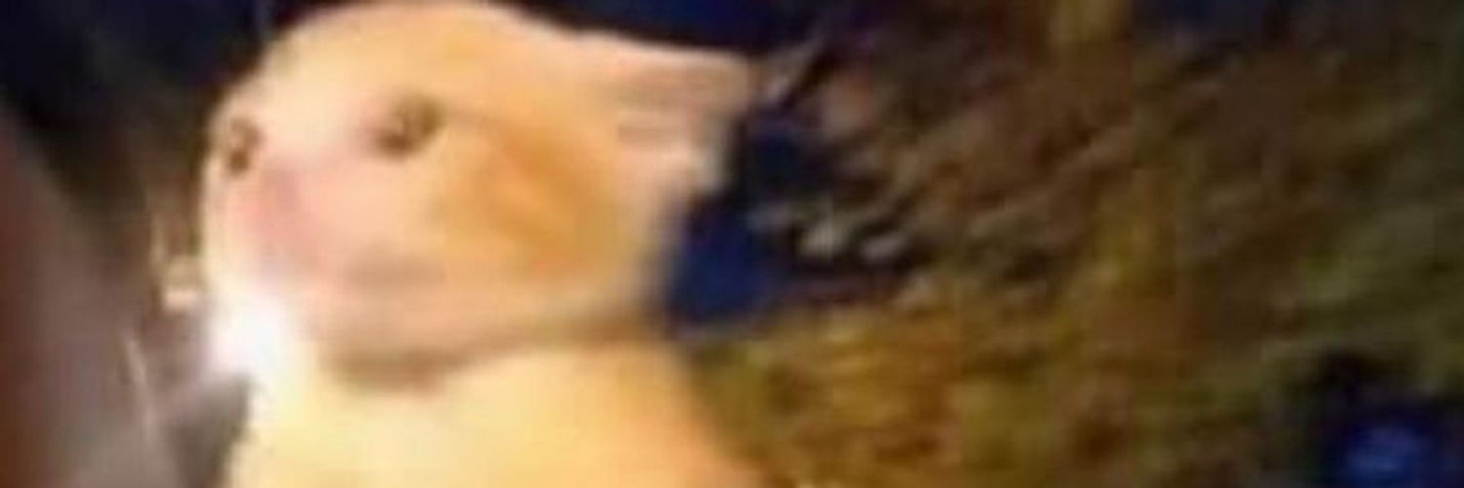 catto