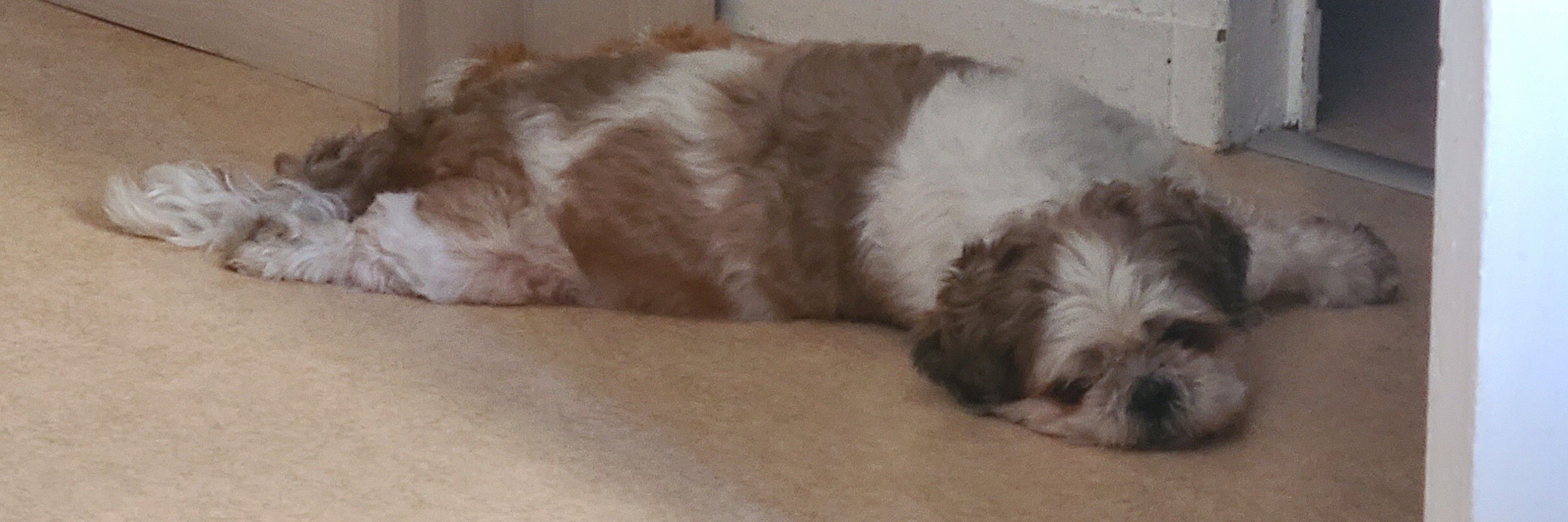 Aéla la grosse handifolle aux pets à la framboise