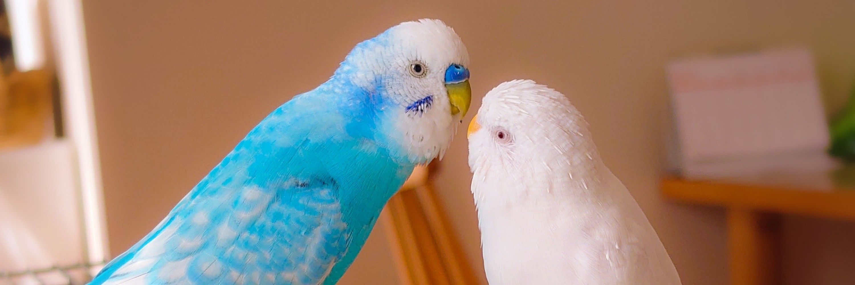 たきこめこ