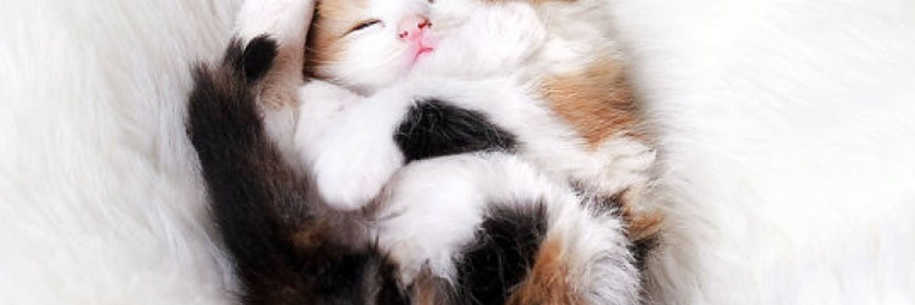 DerpSnazzy