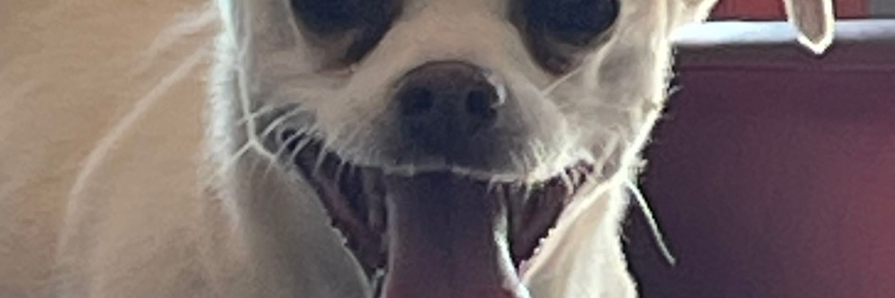Trixiew
