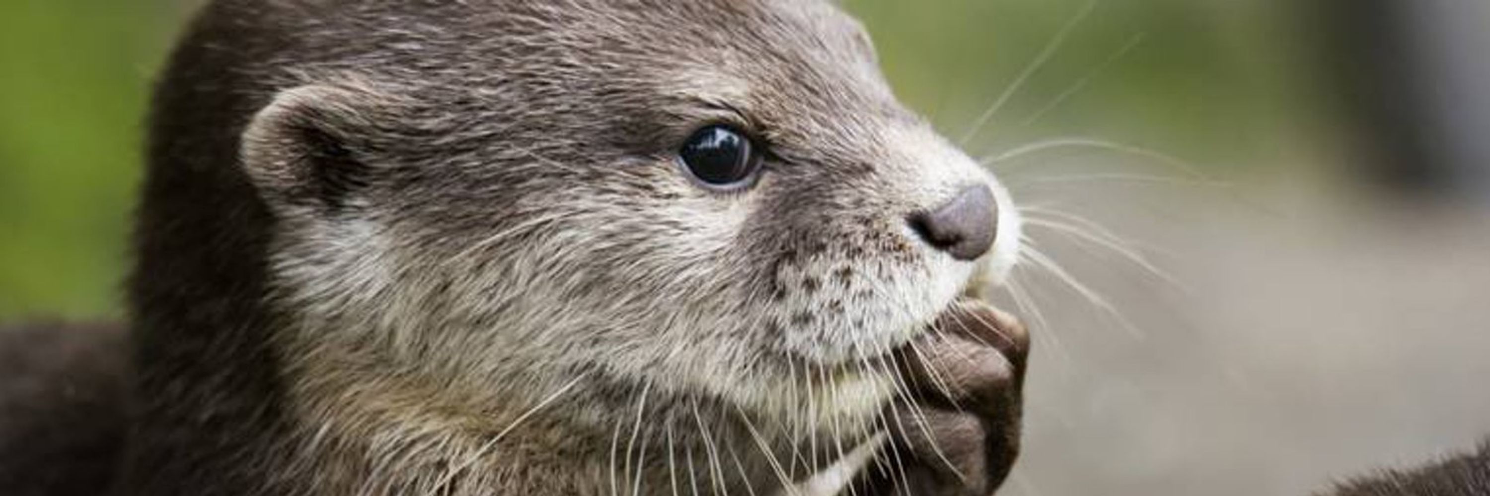 Otter