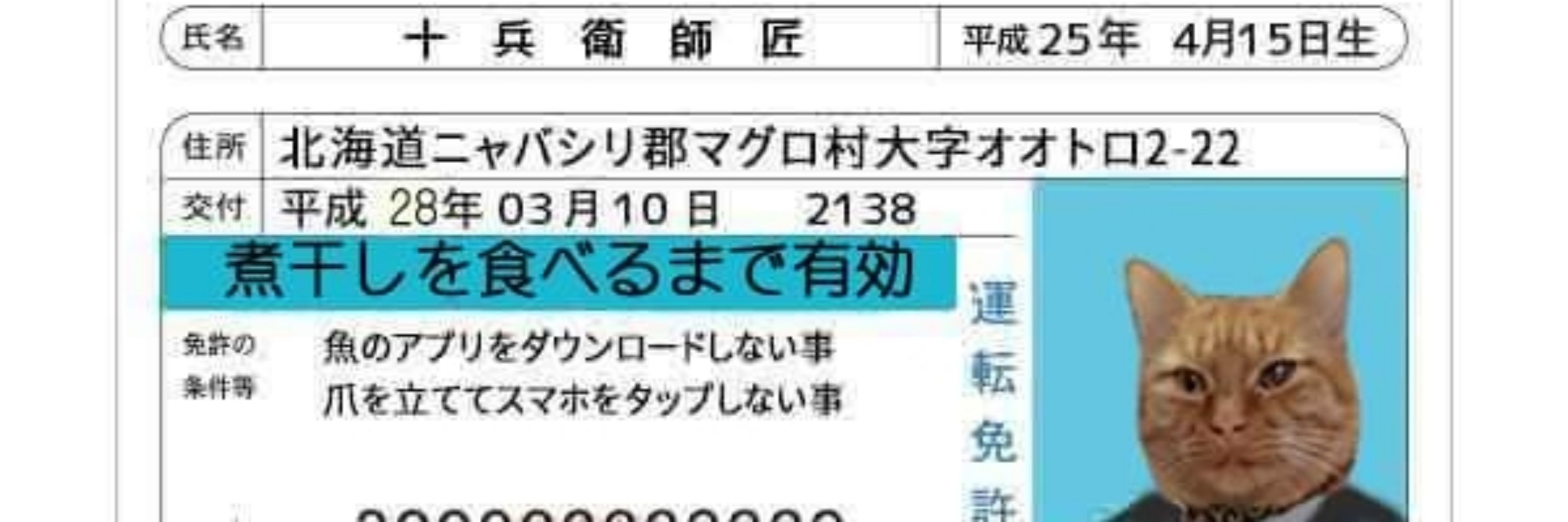 眉毛猫八兵衛🍚十兵衛師匠🐱ももすけ弟子🐱