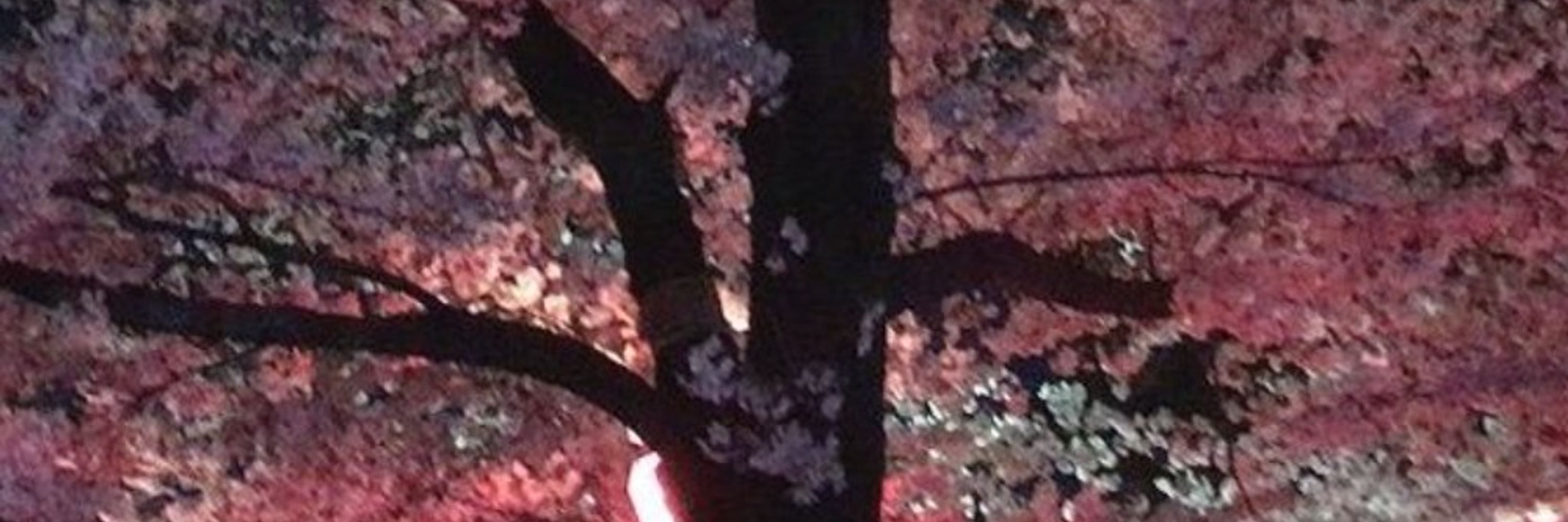 夜宵氷雨