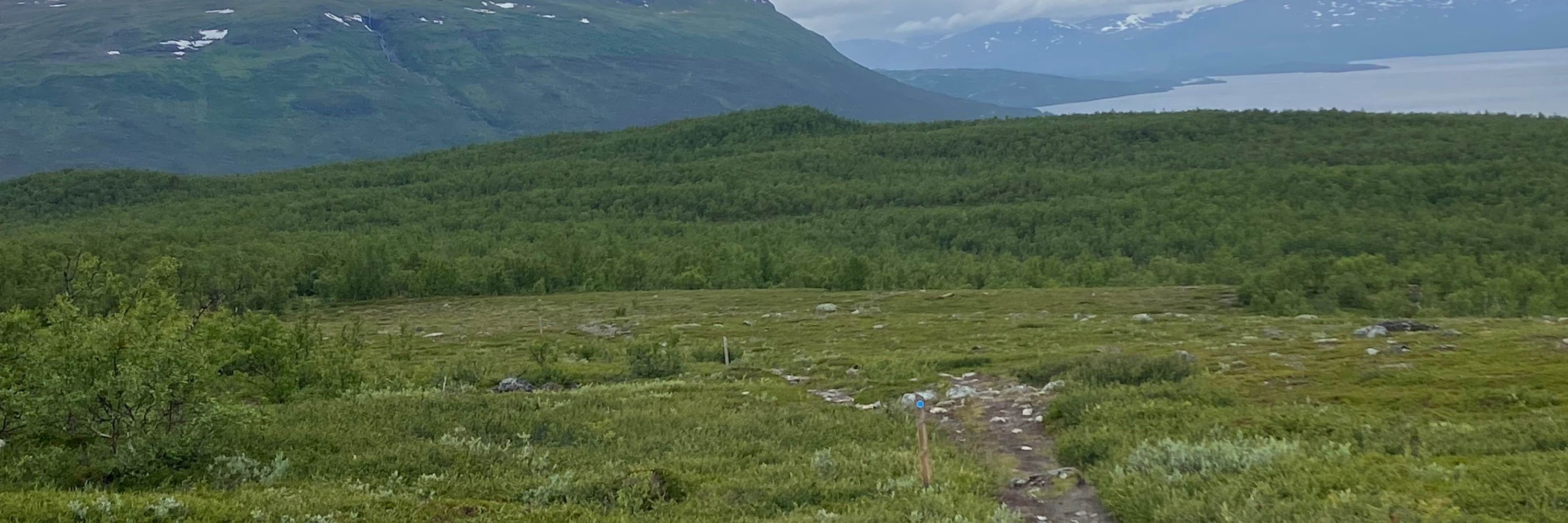 SAFE treeline