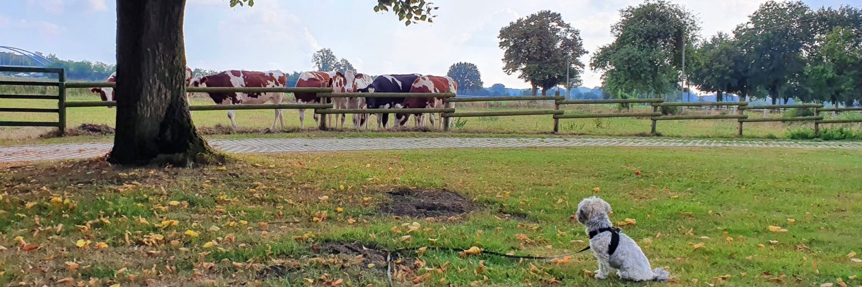 Gelsenszene