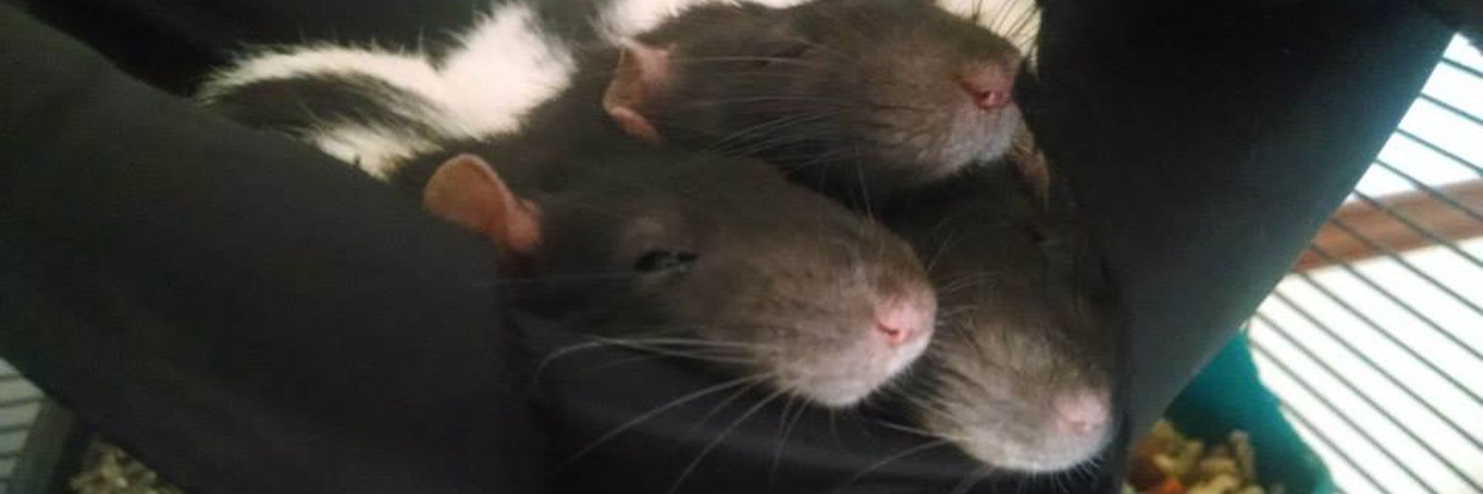 Order Rodentia